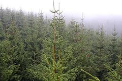 Měření CO2 v Beskydech