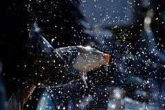 Výlov rybníka Dvořiště