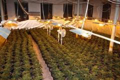 Pěstírna konopí v budově krajského radního Petra Bendy