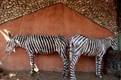 Osli přemalovaní na zebry