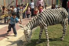 Oslice z Gazy přemalované na zebry