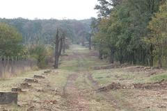 Vykácená alej na jižní Moravě