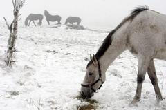Zimní idyla na Cínovci