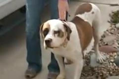 Feně se narodilo 21 štěňat