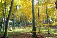 Křivoklátské lesy