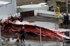 Porcování velryb - Island