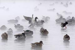 Nejkrásnější snímky Reuters za leden