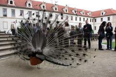 Lisabonská smlouva v senátu