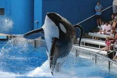 Kosatka Tilikum při show