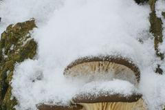 Houby v zimě - hlíva ústřičná