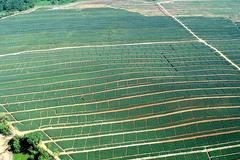 Pěstování banánů