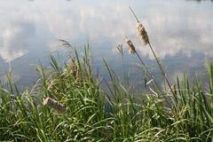 Rybníkářství v jižních Čechách