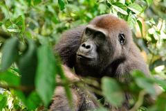 Gorila ve volné přírodě