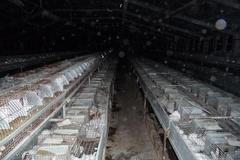 Králičí velkochov Kasejovice (Rabbit Trhový Štěpánov)