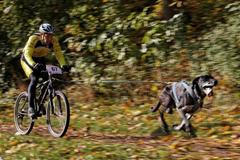 Svatováclavské psí ježdění