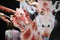 Body Worlds of Animals
