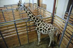 Žirafy v pražské zoo