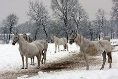 Kladrubský hřebčín