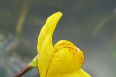 Masožravá bublinatka jižní