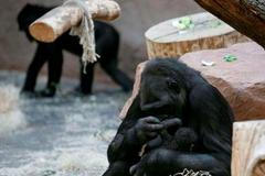 Gorila Kijivu porodila třetí mládě