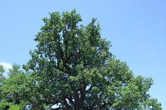 Strom roku 2010 - Hromův dub