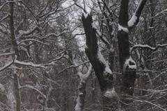 Zimní foto z Tovačova