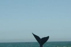 Velryba zničila jachtu