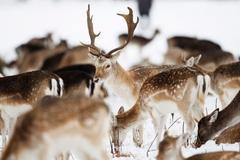 Nejkrásnější snímky Reuters 2. - 8. 2. 09