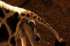 V pražské zoo se narodila žirafa