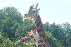 Žirafy v pražské zoo