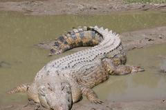 Krokodýl