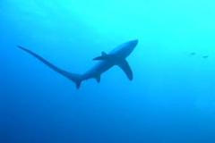 Žralok: Liškoun obecný