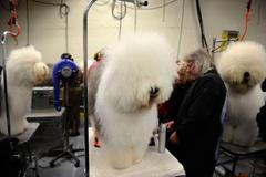 Výstava psů v New Yorku