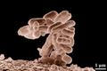 Bakterie Escherichia coli