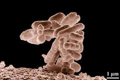 Bakterie Escherichia coli