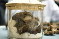 Ostatky Tychona Brahe