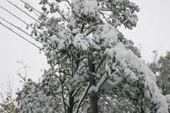 Sníh v Orlických horách