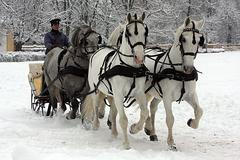 Kladrubský hřebčín