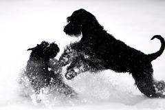 Zvířecí hrátky na sněhu