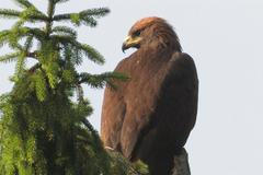 Samice Petra, odpočívající na špičce vzrostlého smrku