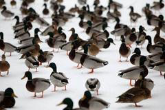 Zvířecí hrátky na sněhu