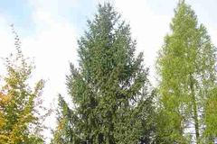 Vánoční strom z Bílovic pro Brno