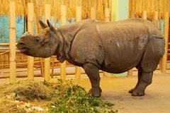 Stěhování nosorožce