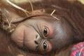 Mládě orangutana bornejského