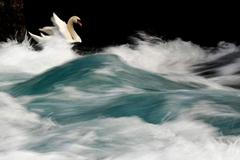 Zvířata - šance pro děti