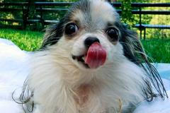 V New Yorku se potkal největší pes světa s nejmenším