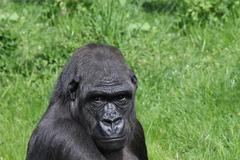 Mládě gorily v pražské zoo