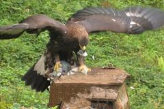 Orlice Orava na krmišti