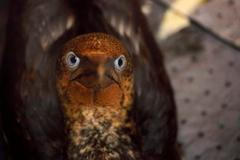 Ropná skvrna v Louisianě