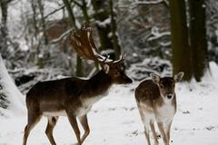 Zvířecí hrátky na sněhu